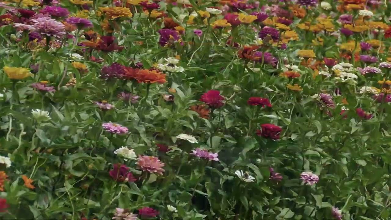Ogrodowe Pasje w PGR Koszelew