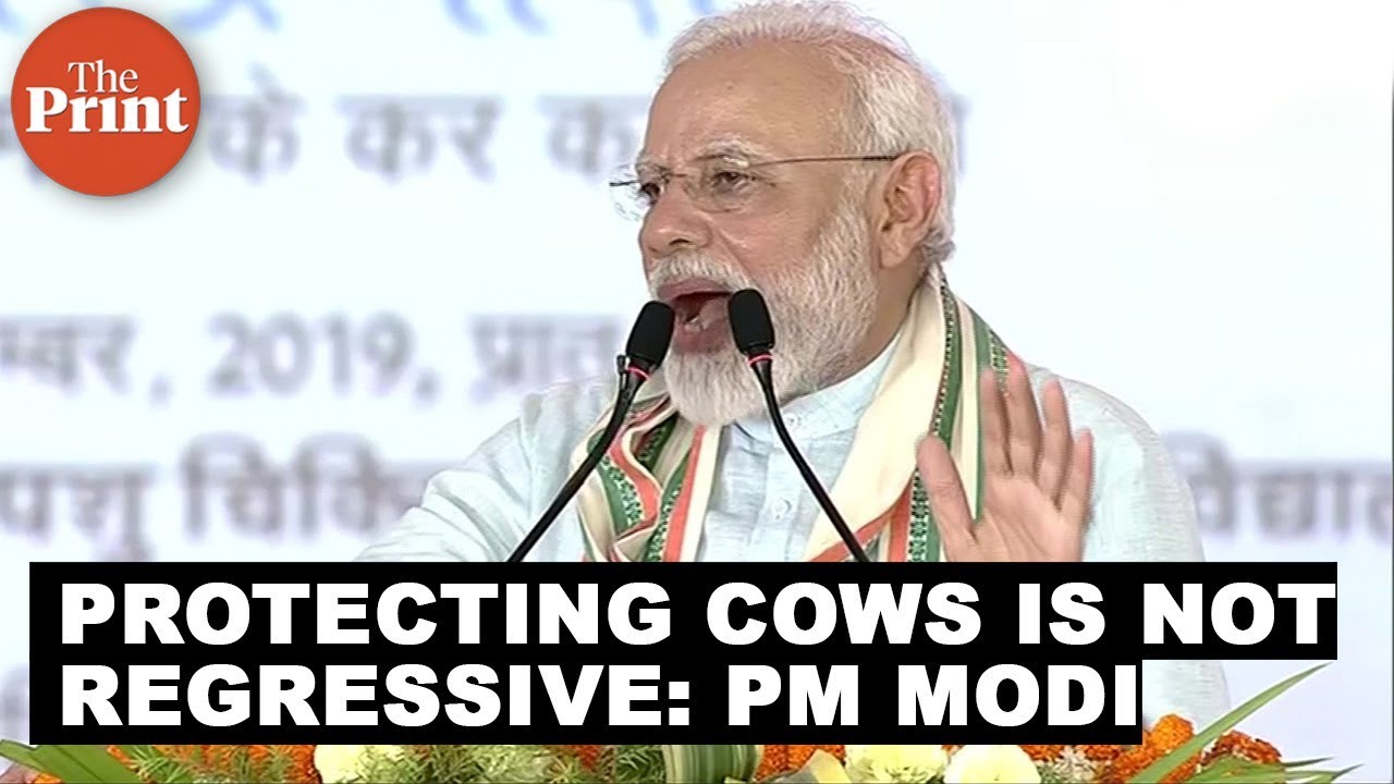 Cow politics is back as PM Modi says protecting cows not regressive
