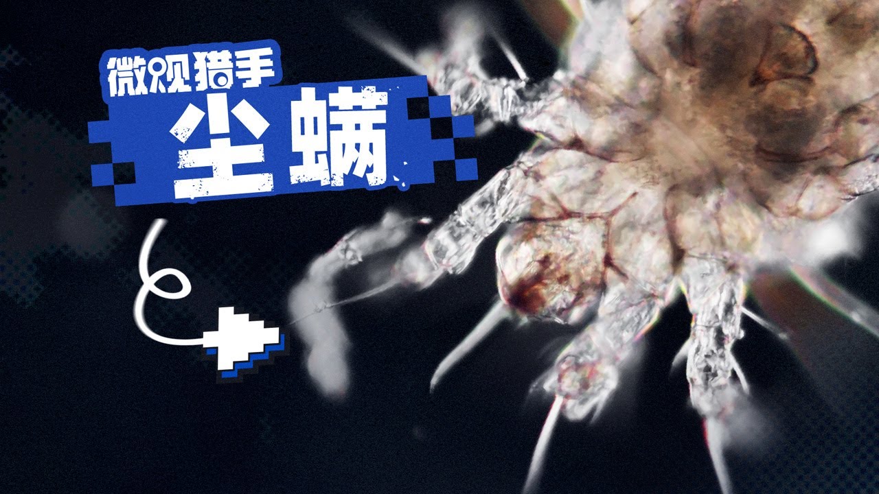 1张床上600万只？显微镜下的尘螨长啥样？
