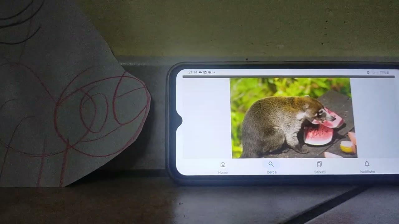 Meet the Animals 105: Coati