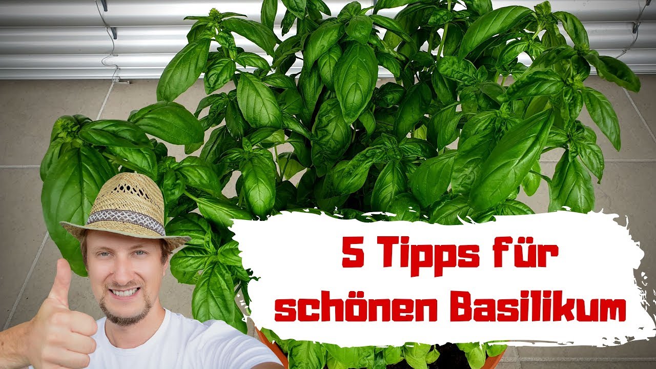 Basilikum pflanzen 😍 5 Tipps, so wird er gro&szlig; & gesund