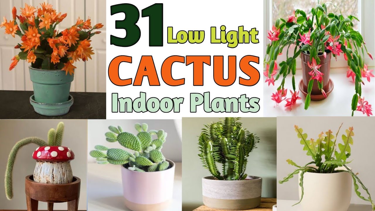 31 Low Light Cactus Plants | Indoor Cactus Plant Varieties with Identification | Plant and Planting