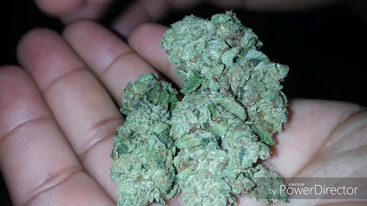 Insane Og by Dr. Greenthumb Strain Review #drgreenthumbsylmar #breal #canafarms818