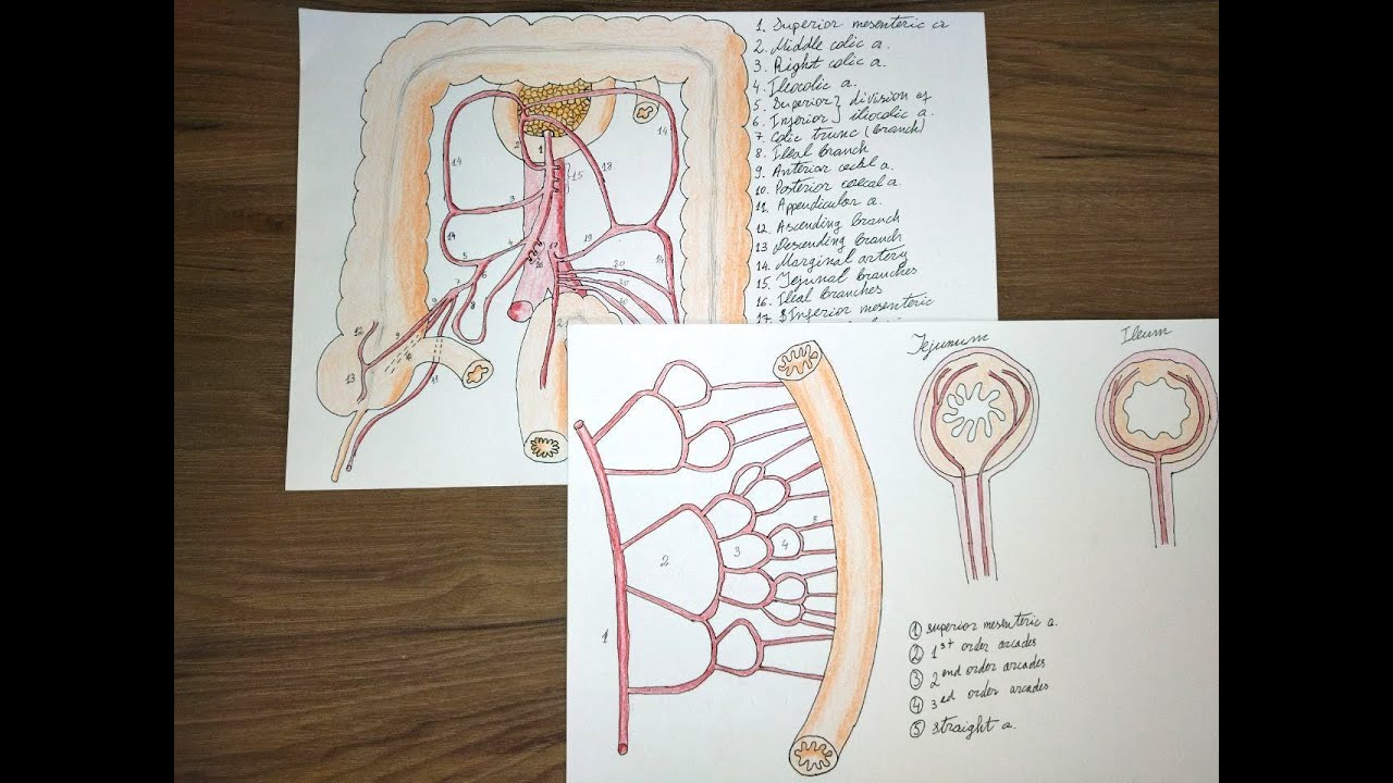 03. Abdominal aorta - Inferior and superior mesenteric arteries
