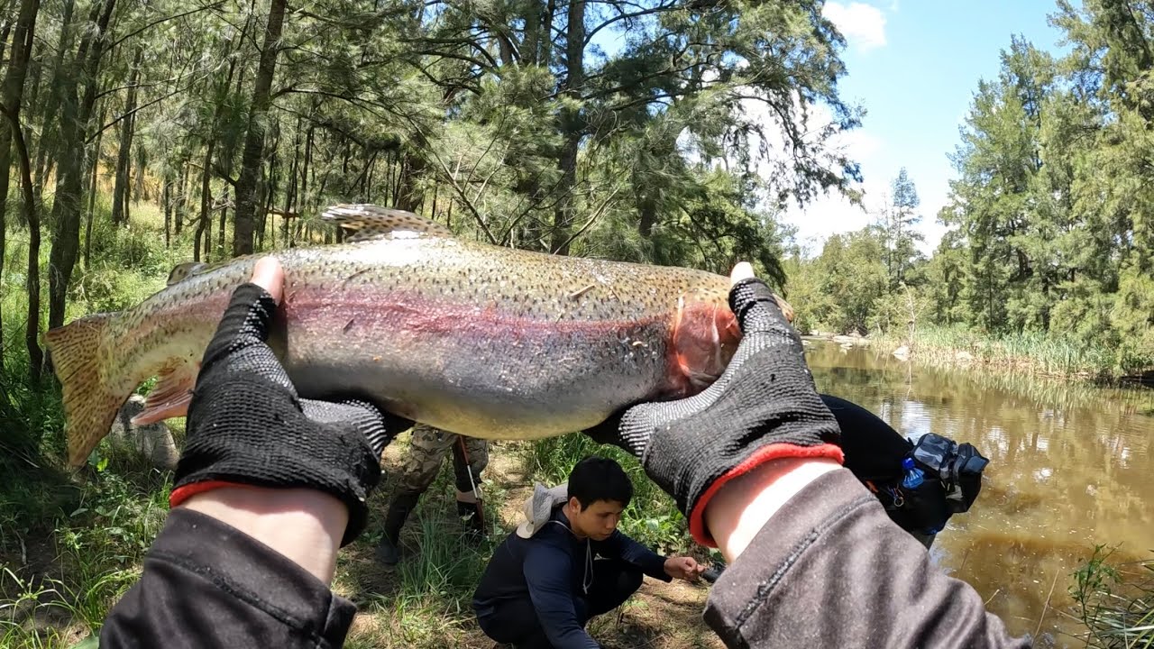 ตกปลา Rainbow Trout ในป่าออสเตรเลีย🎣🇦🇺(ประสบการณ์ครั้งแรก)