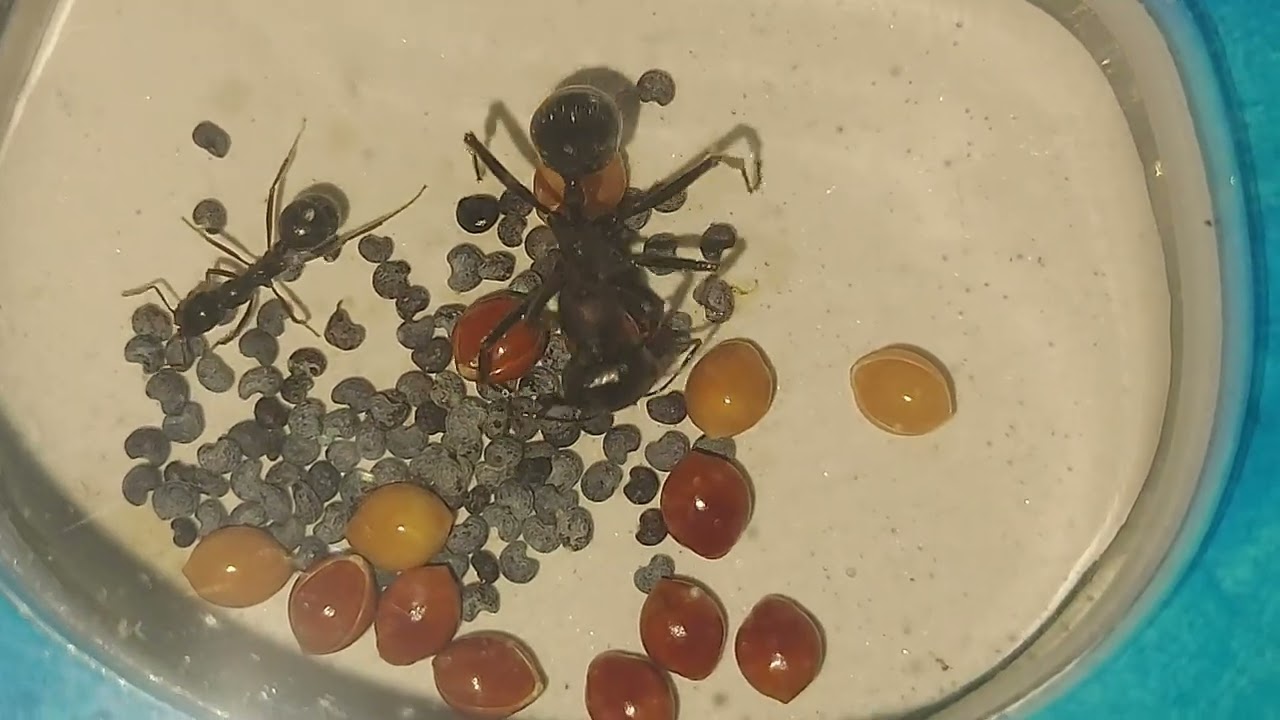 messor arenarius