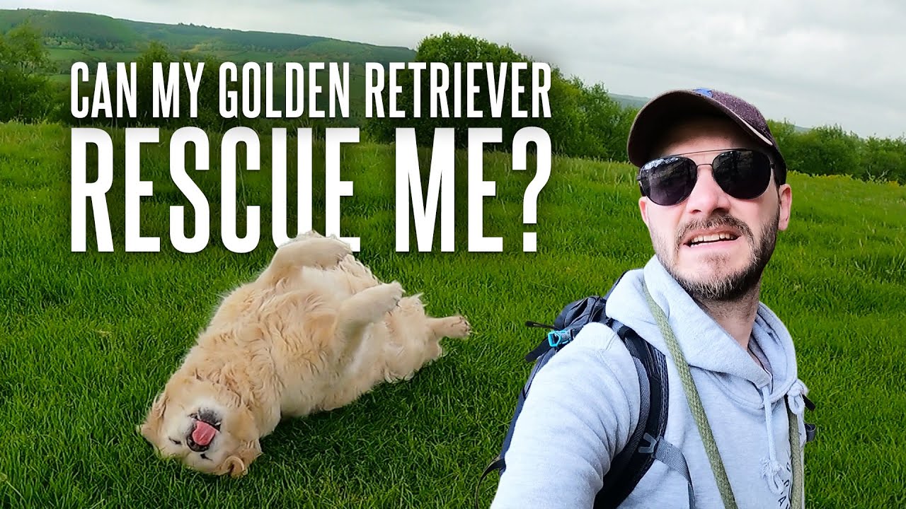 Can My Golden Retriever Save My Life? | Rob's Walks