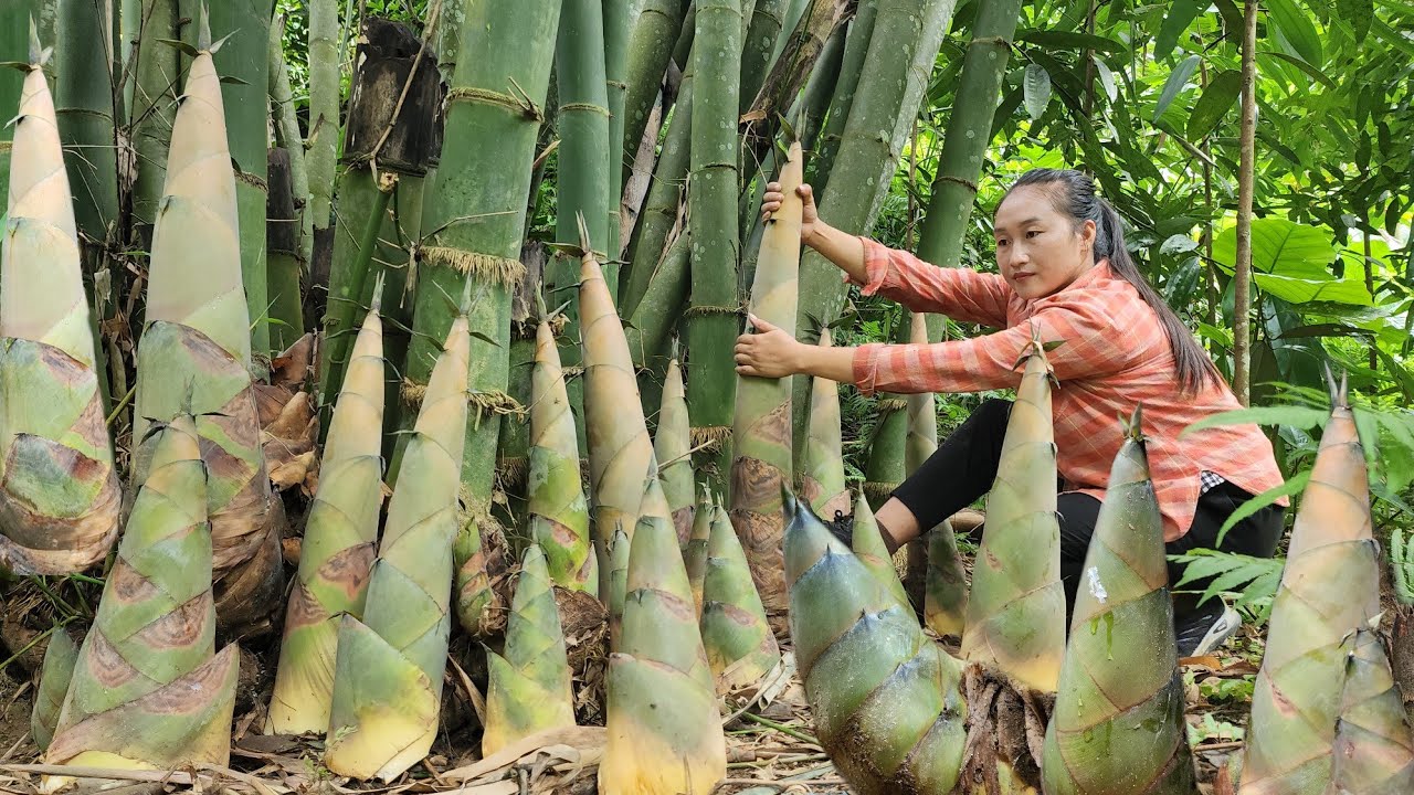 Harvest giant bamboo shoot bring it to the market to sell, cooking, water the vegetable garden.