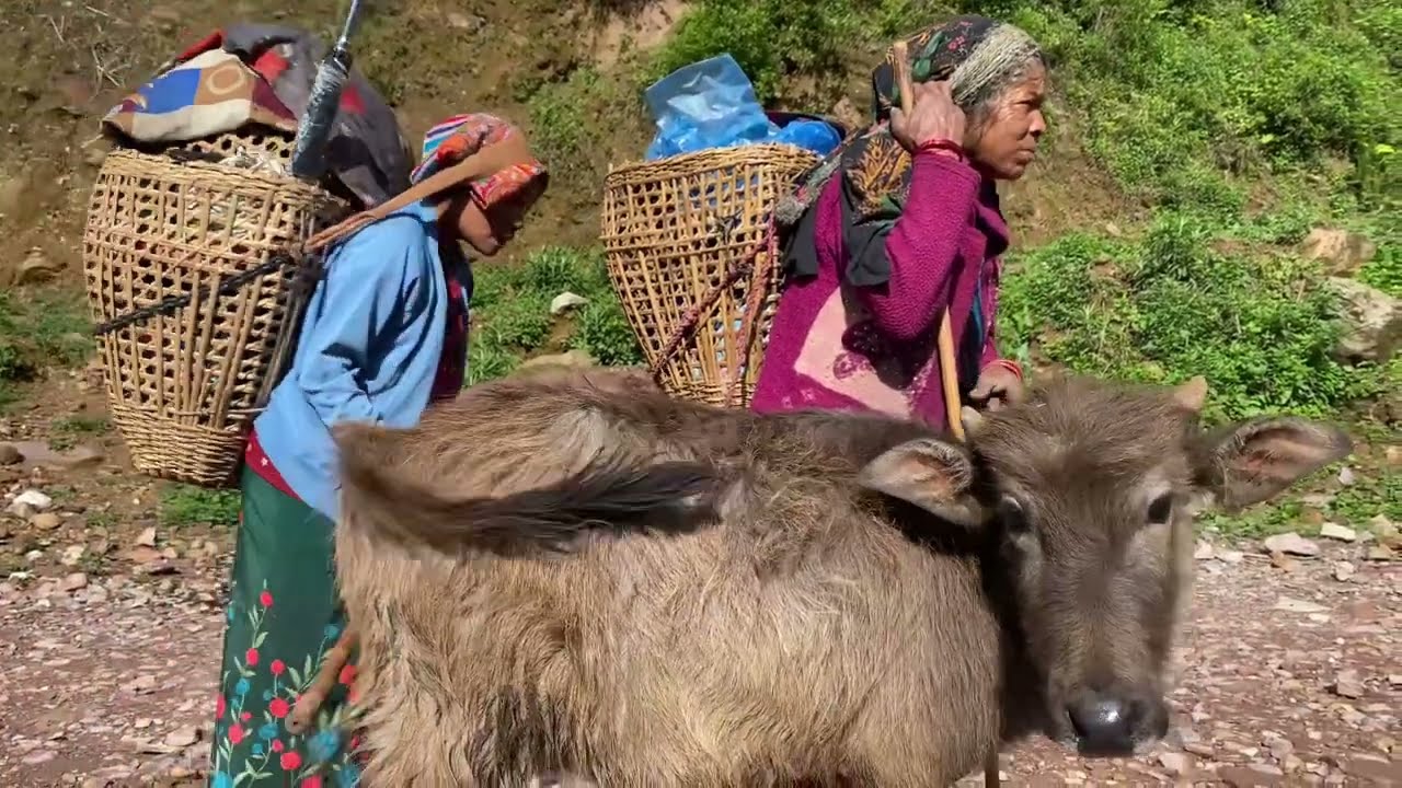 ढाेरपाटनमा उवेली लागेपछि / After the storm in Dhorpatan