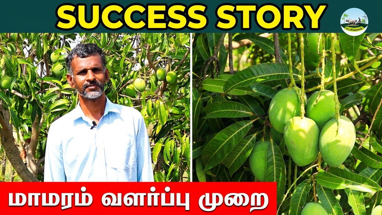 மாமரம் 🌱வளர்ப்பு முறை | Mango Tree Cultivation | Success Story of Mango Farming  | Dr.விவசாயம்