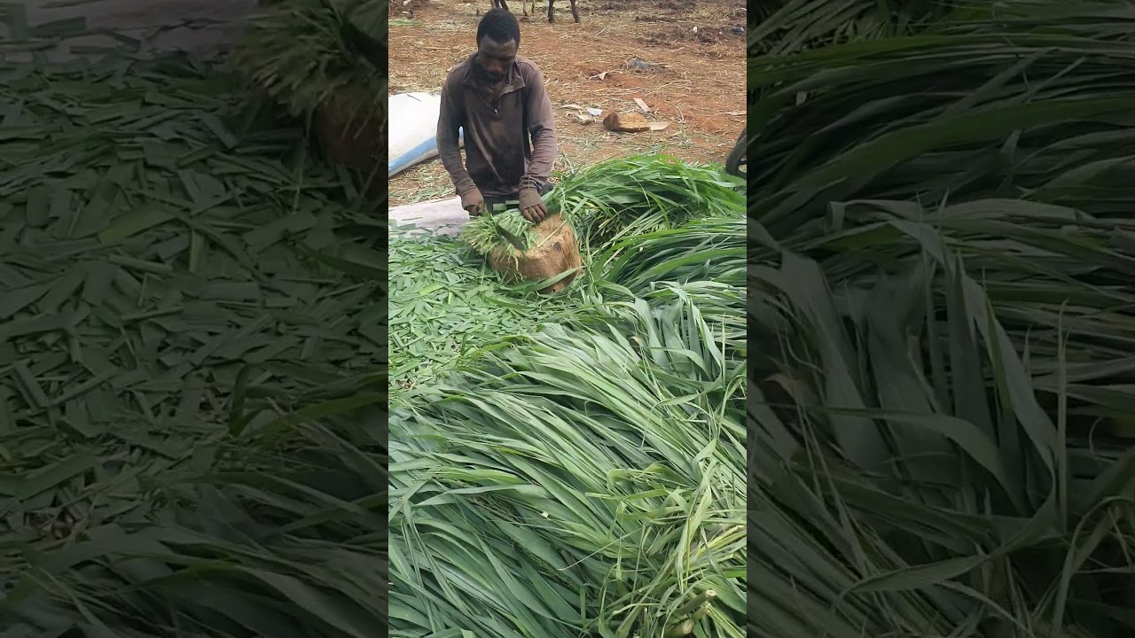 Making Silage Manually #silage #animalfeed #grass #cuttingskills #shorts