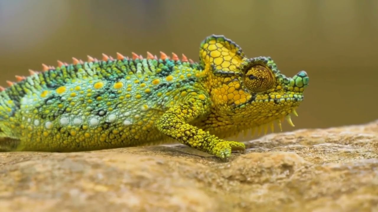 Parson’s Chameleon: 10 Incredible Facts You Didn’t Know!