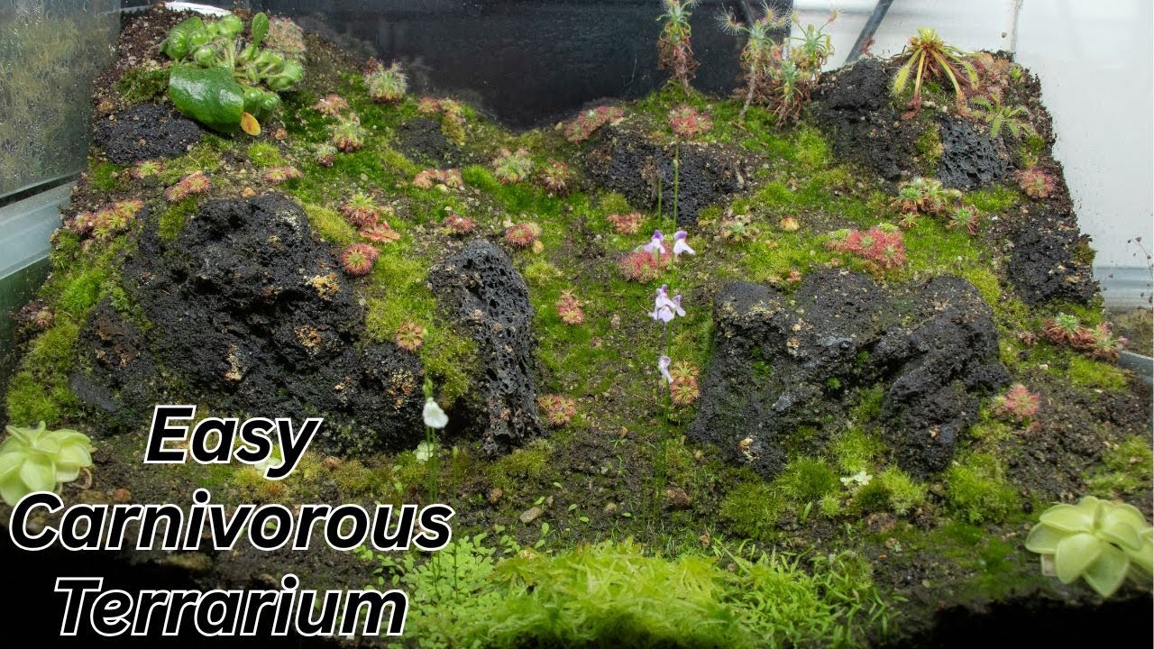 Carnivorous Mountain Terrarium Design
