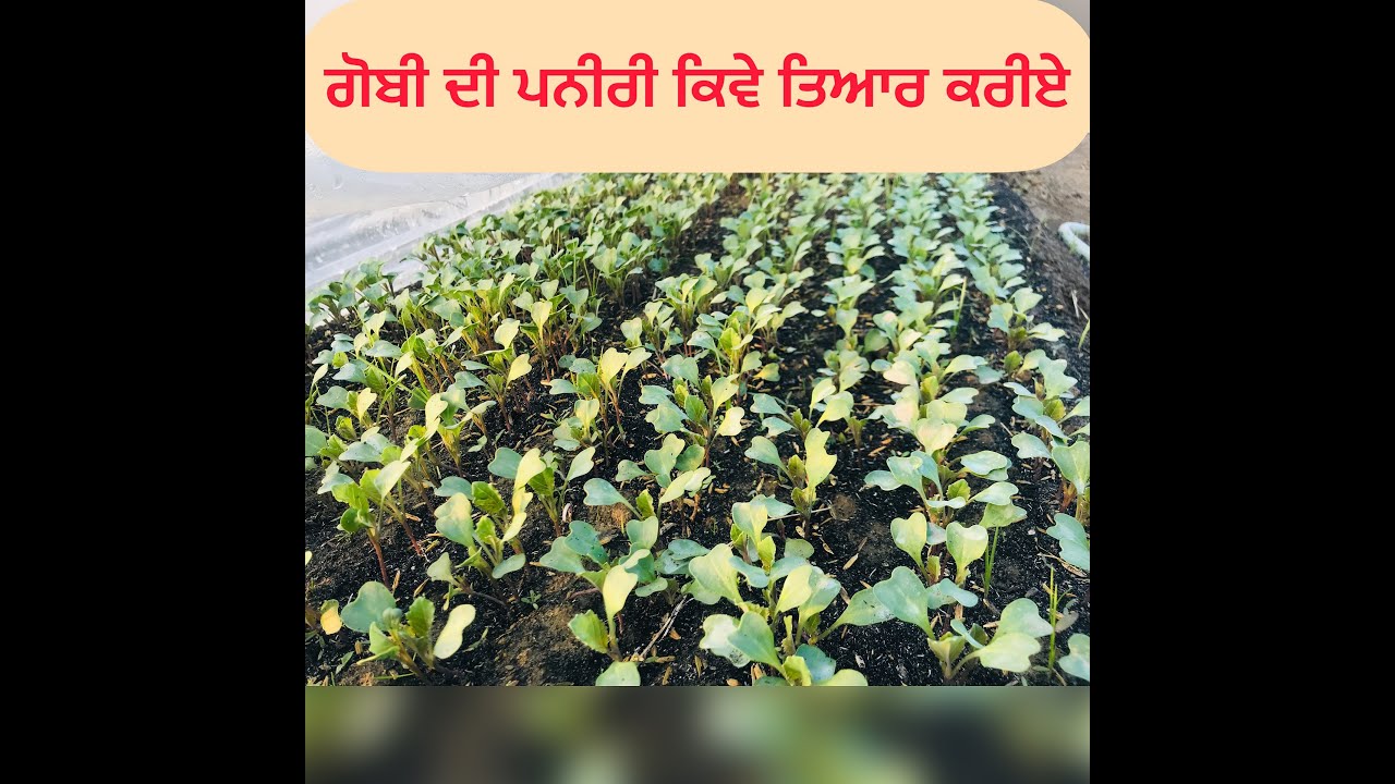 ਗਰਮੀਆਂ ਵਾਲੀ ਗੋਬੀ ਦੀ ਪਨੀਰੀ ਕਿਵੇ ਤਿਆਰ ਕਰੀਏ