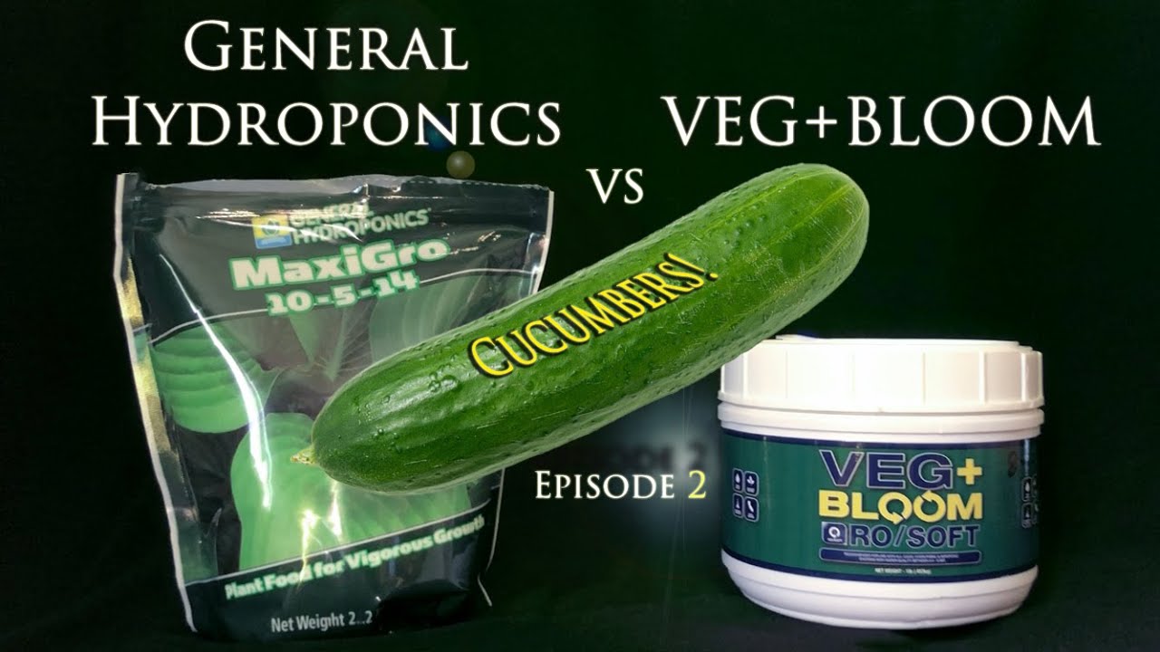 VEG+BLOOM vs Maxigrow z og&oacute;rkami EP2 | Mars Hydro SP3000