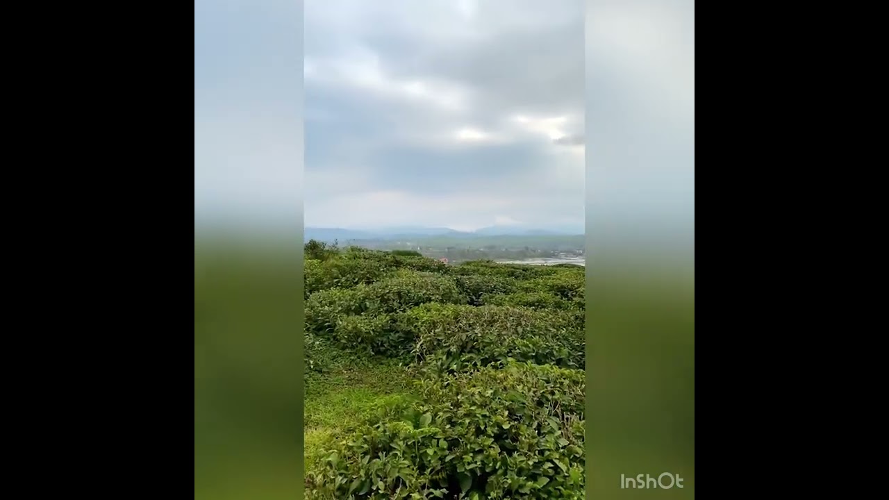 Tea garden in north of Iran &ldquo; Gilan &ldquo;province.  This tea is the best natural tea in the world.