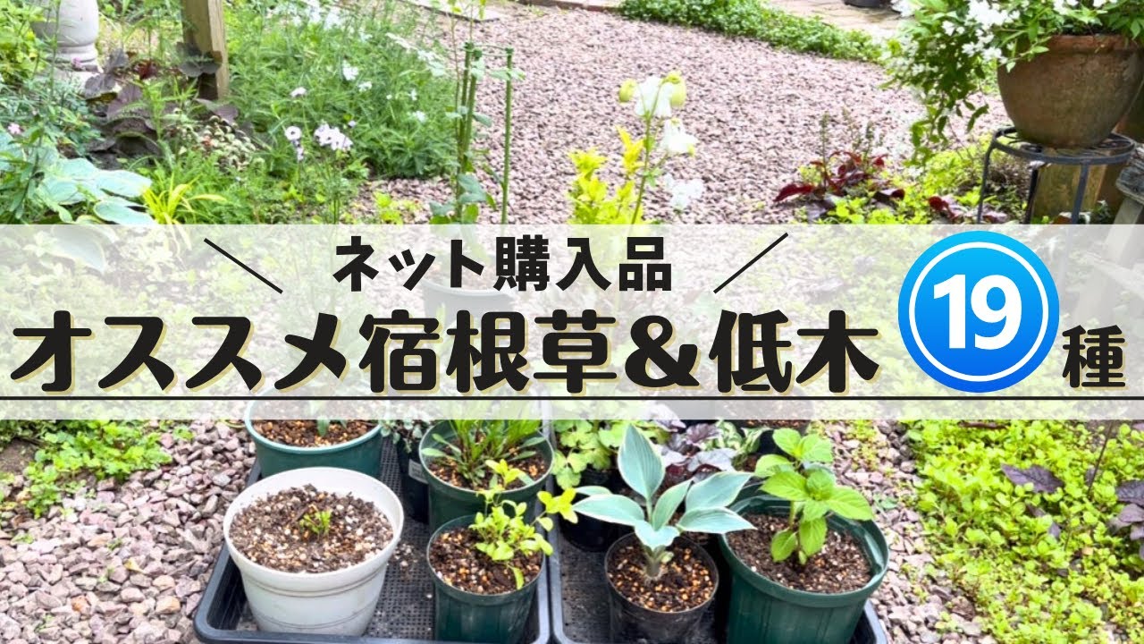 《春しか買えない！？宿根草爆買いたぶんこれで最後》シェードガーデン９種／日向１０種／今しか買えないかもしれないので今の内に買っとこ！楽天市場２店舗にてお買い物