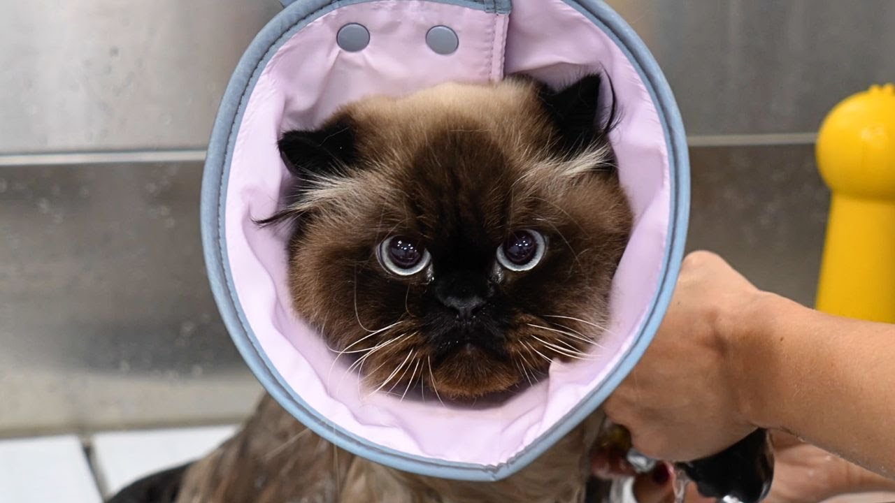 This Perfect Persian Cat Was an Absolute Angel