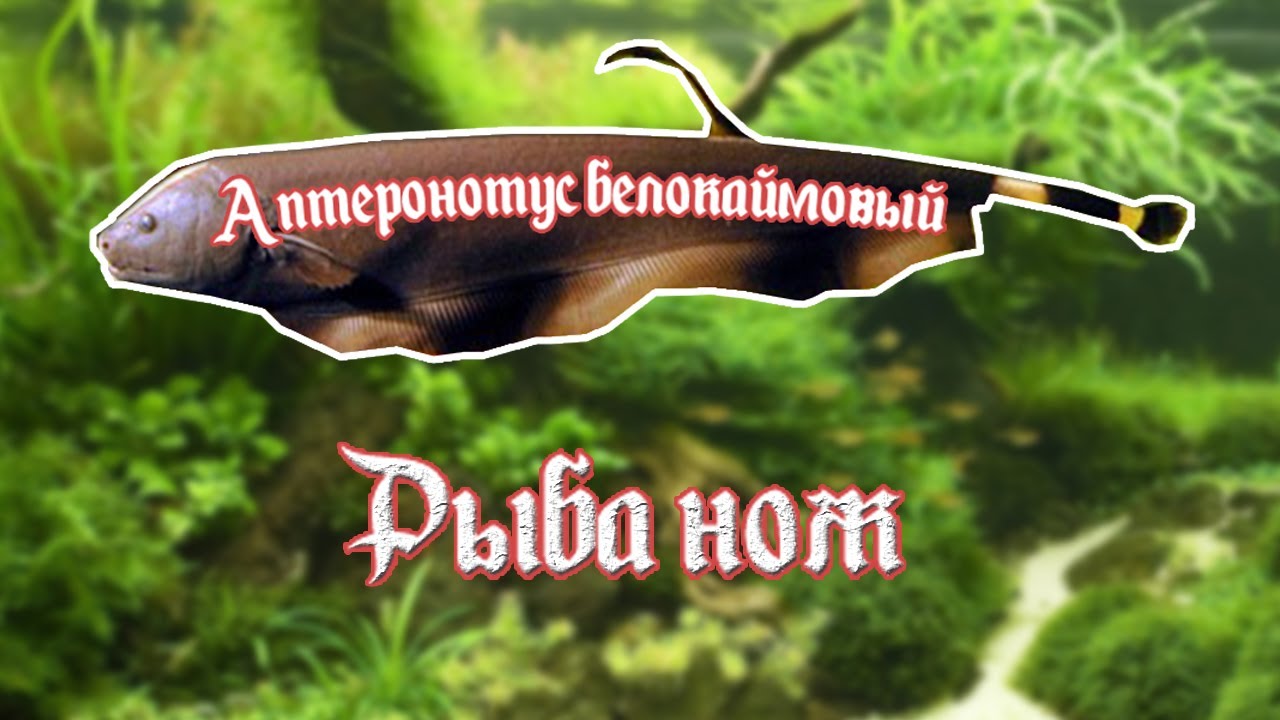Аптеронотус белолобый | Рыба нож