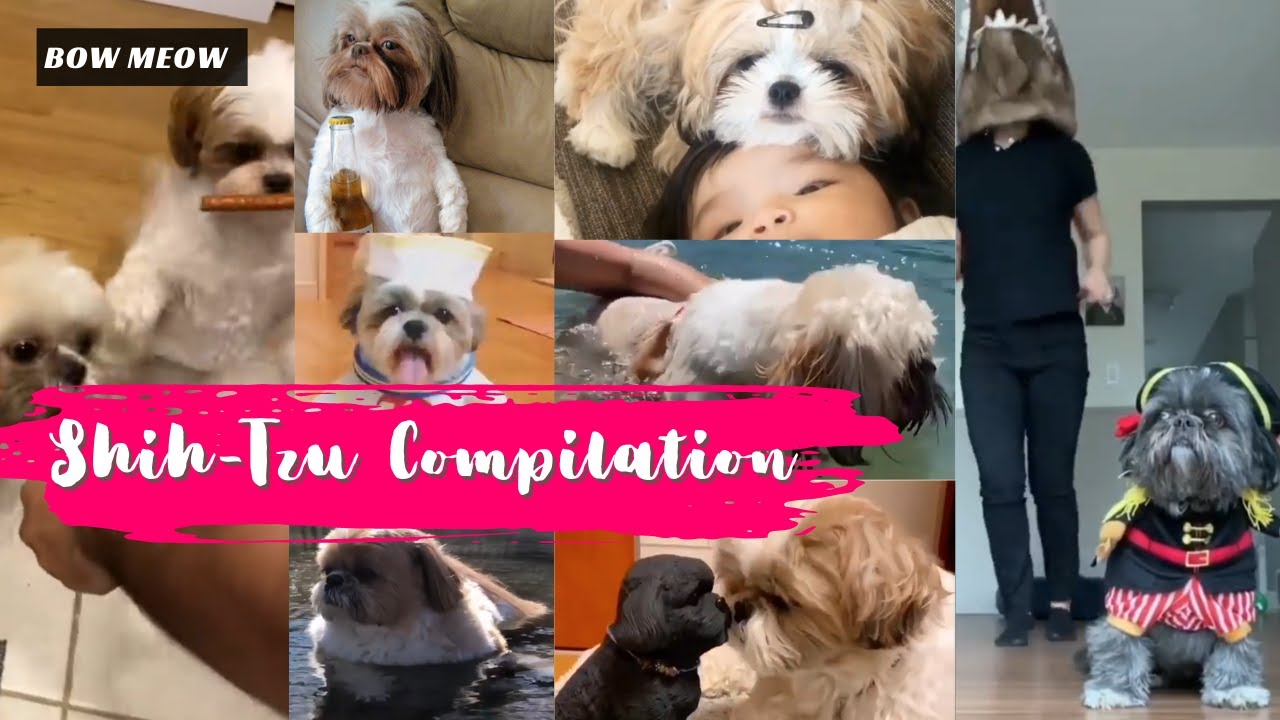 Cute funniest Shih-Tzu compilation - Try not to laugh😂Funny animal compilation | Awww animals