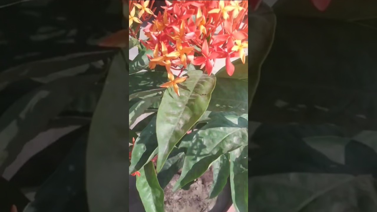 IXORA in pot- pruning after full bloom ☘️#ixora #plants#shorts #happygardening 🪴🍁