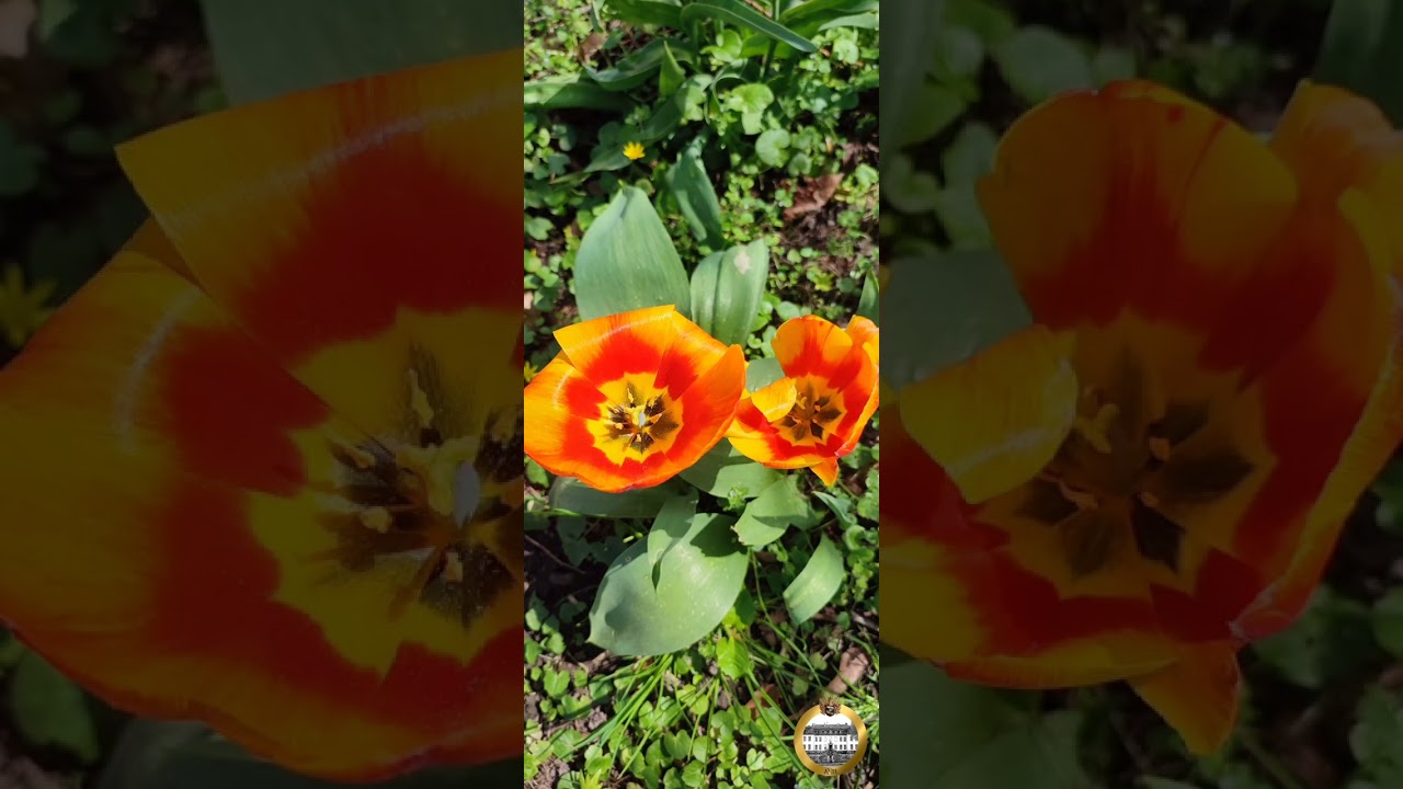 Schaugarten Rittergut Meinbrexen
