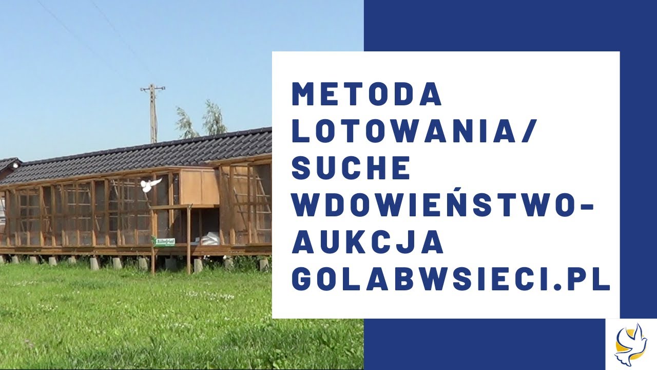 Metoda lotowania/Suche Wdowieństwo - Aukcja golabwsieci.pl - Morel Team