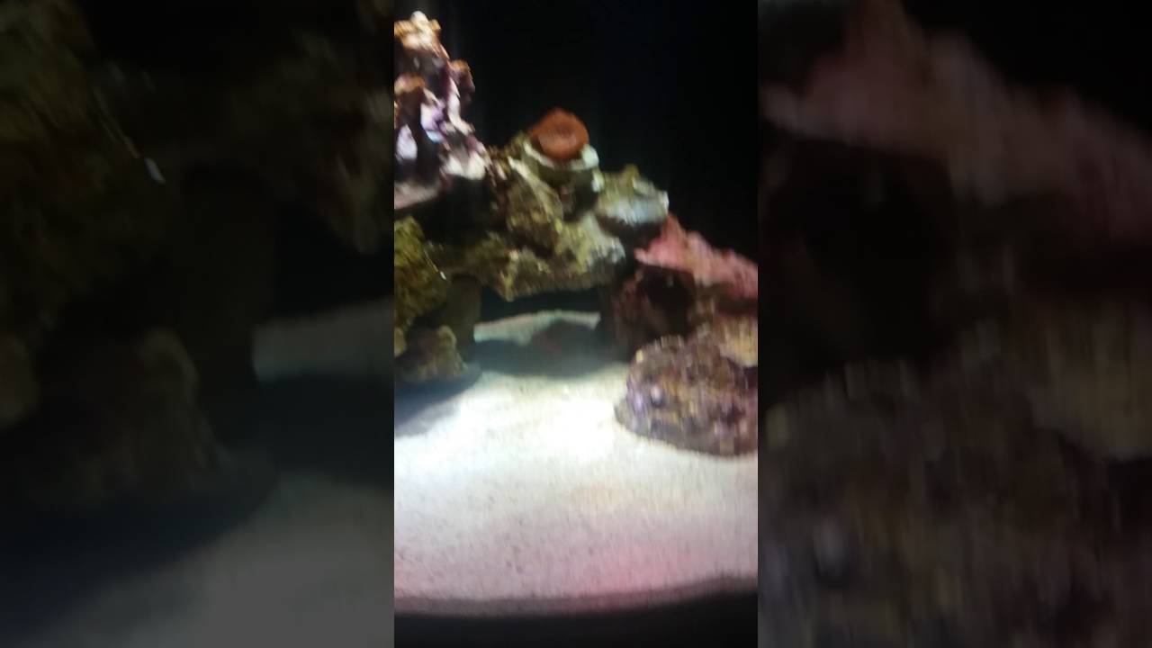 Ich attack treatment part 2 WORKS!! Great results