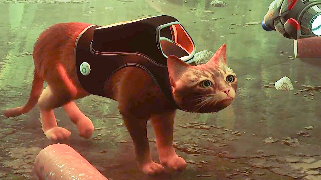 Stray Cat