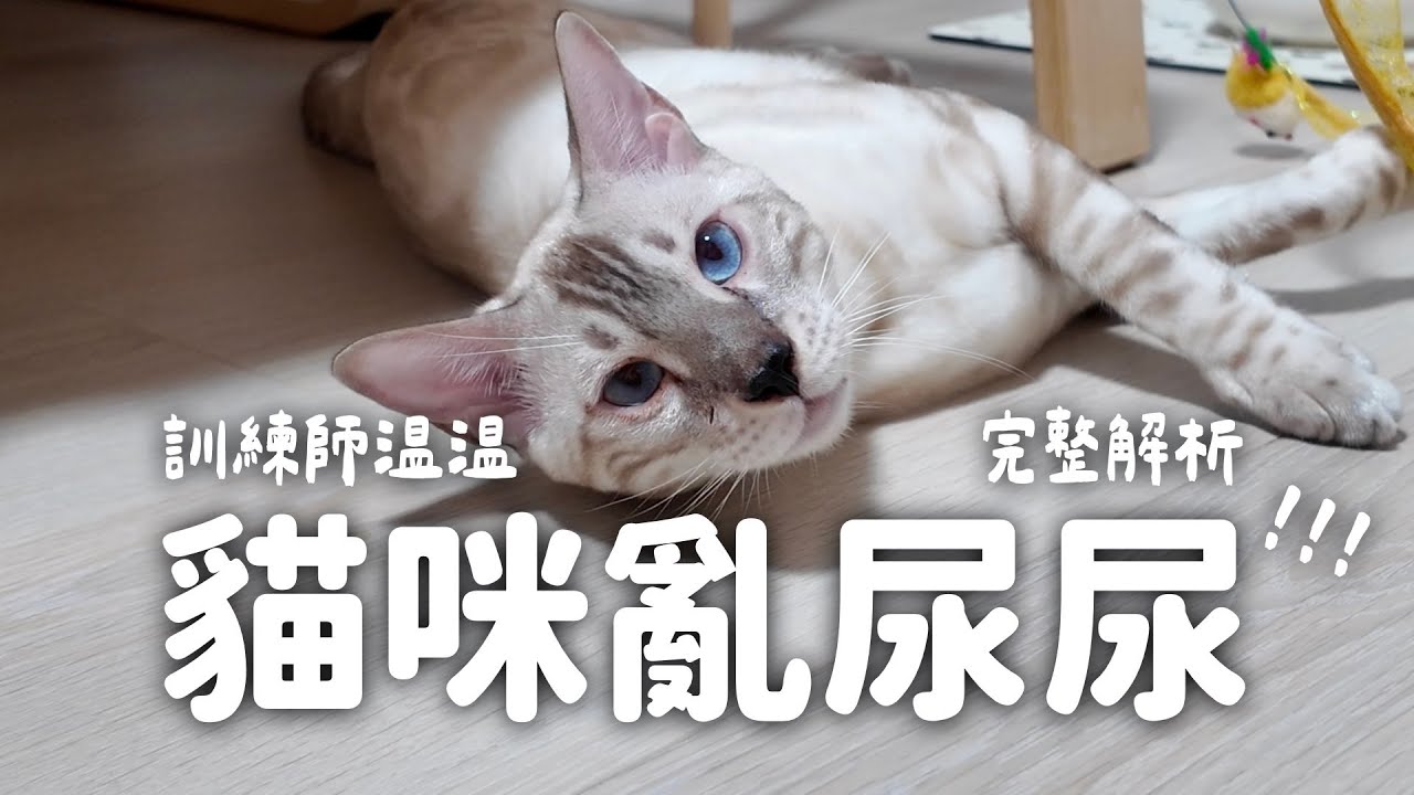 貓咪亂尿尿？完全解密！貓咪尿沙發、尿床怎麼辦？養貓必看｜貓行為訓練師温温 上課精華版 EP11