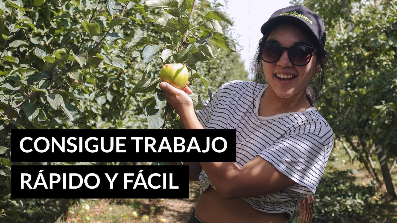 ¿CUÁNDO llegar a NUEVA ZELANDA? ¿A DÓNDE IR? | Estas son las TEMPORADAS de TRABAJO más fuertes!