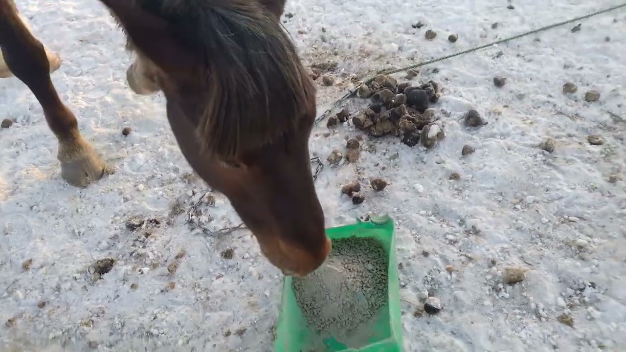 Все хотят кушать, поросята все сели! 
