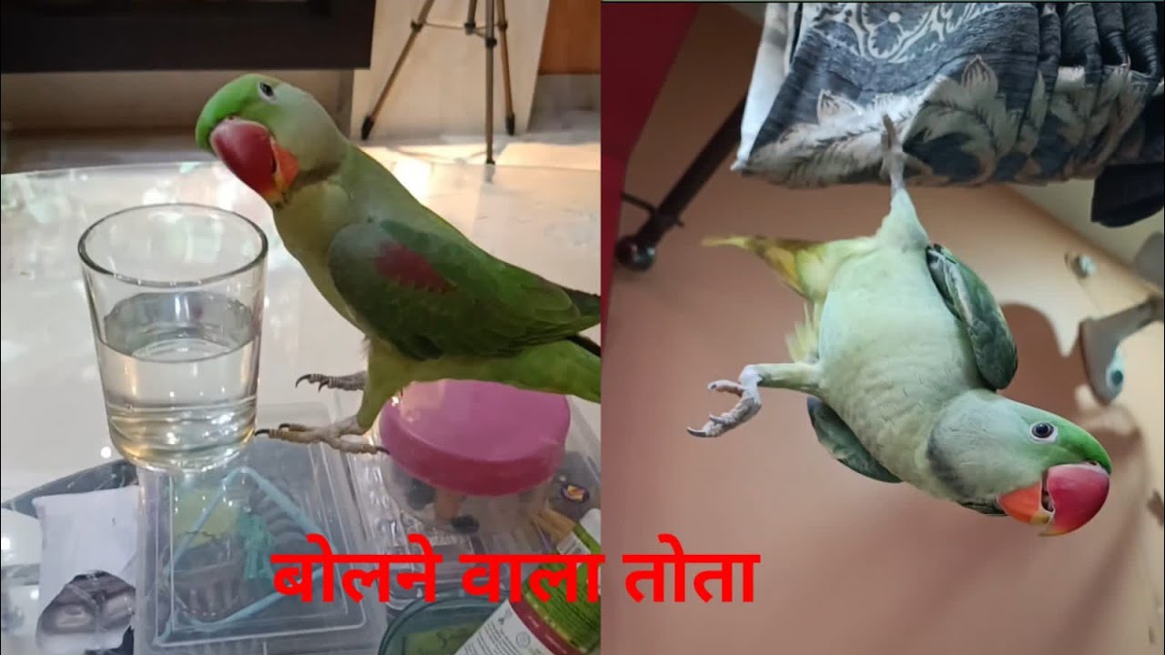 #Parrot