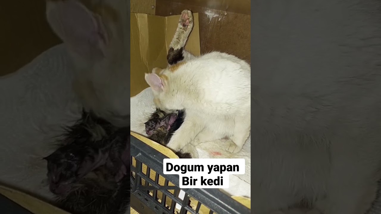 toplam 4tane doğurdu hepside sağlıklı 😀😀