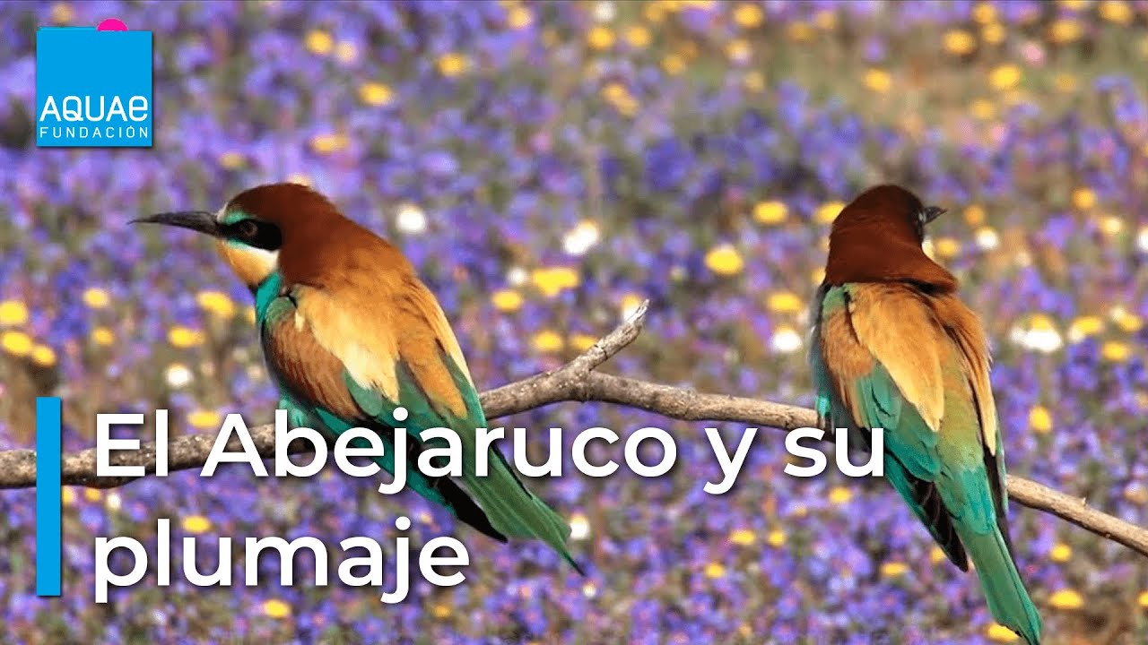 El ABEJARUCO, un ave que PIERDE el PICO por construir su NIDO