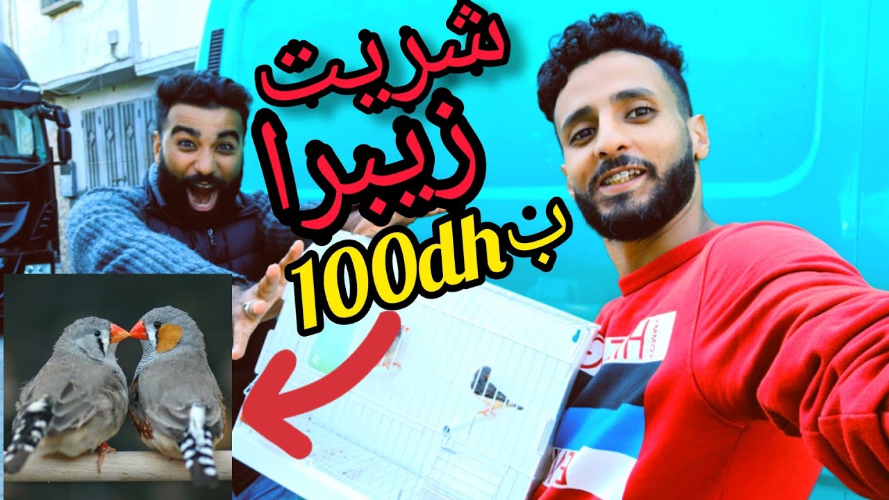 اشتريت طيور جديدة للمحمية 😍 الزيبرا فينش 🐦 oiseau mandarin Zebra finches