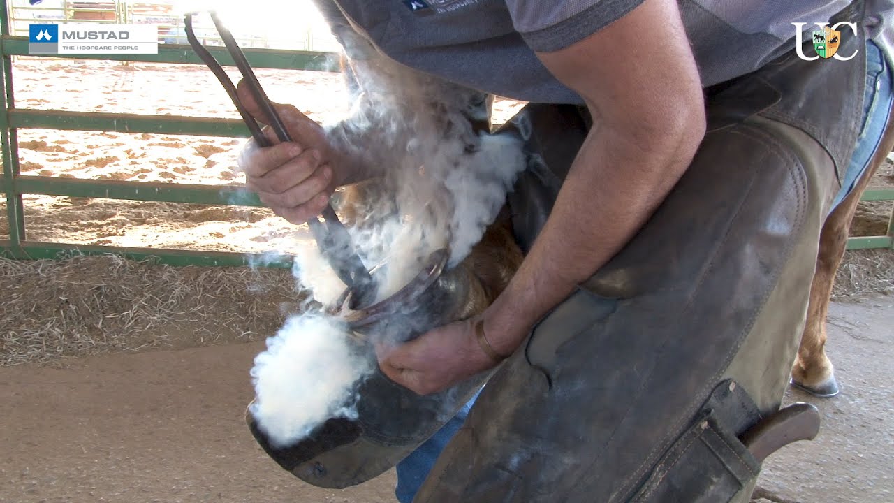 TV UC - Ajuste de ferradura a quente