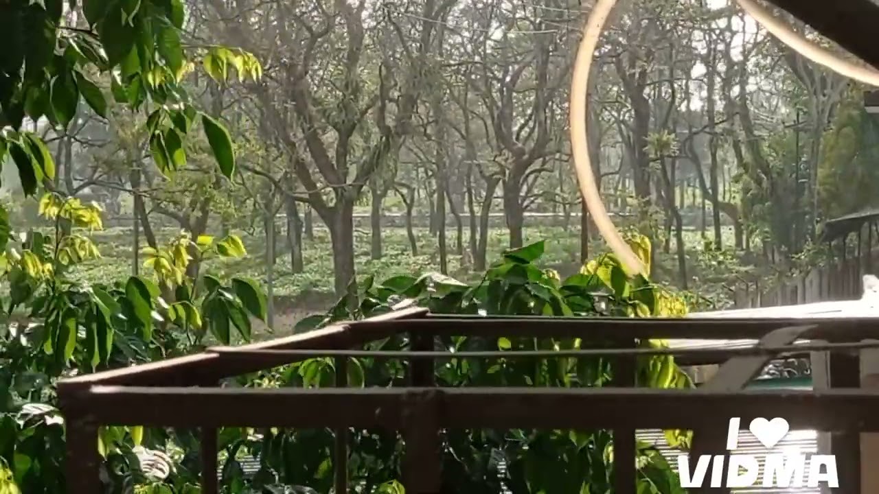 Beautiful Trees,Beautiful Rivers,Beautiful Roads and the Diesel Engine 