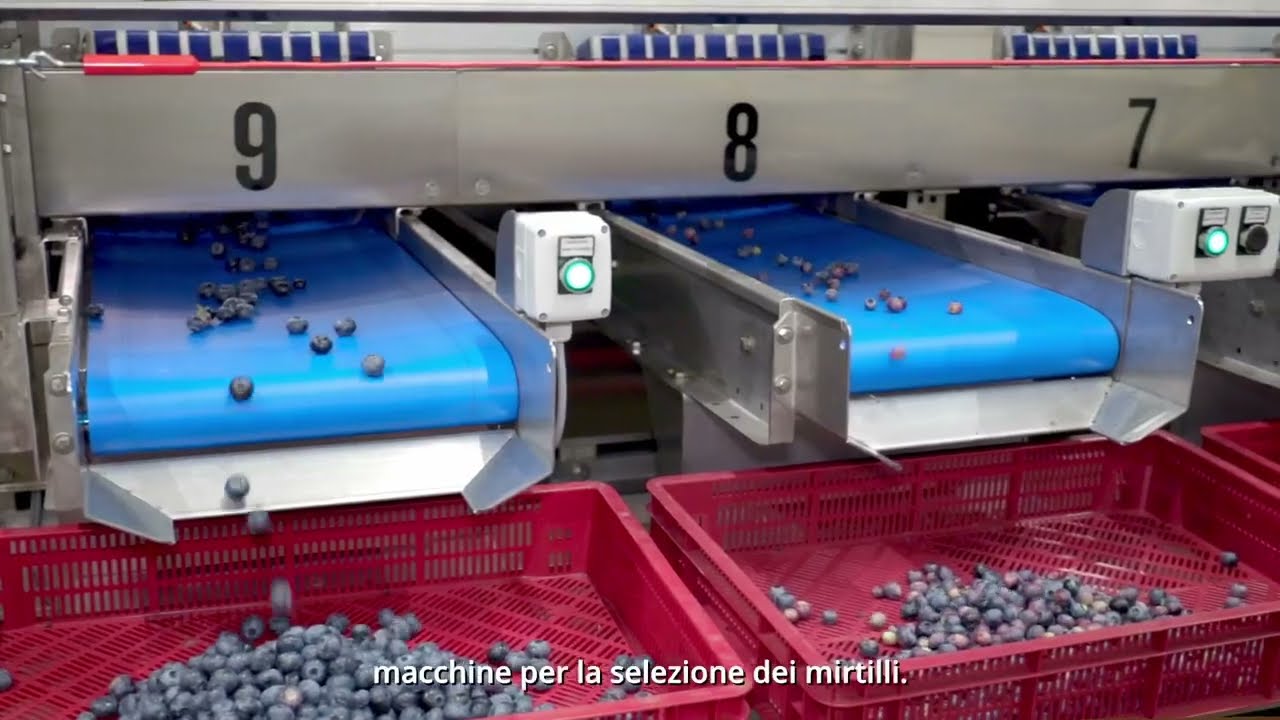 Ser.mac - Niehaus Ehren sceglie la linea di lavorazione per i mirtilli