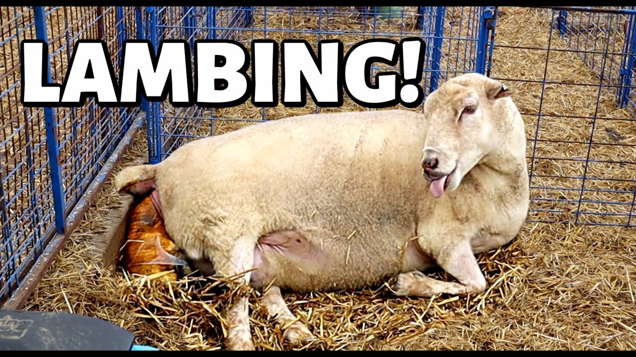 7 DAYS OF LAMBING: BONUS FOOTAGE! (2 Ewes LAMBING from START to FINISH!): Vlog 354