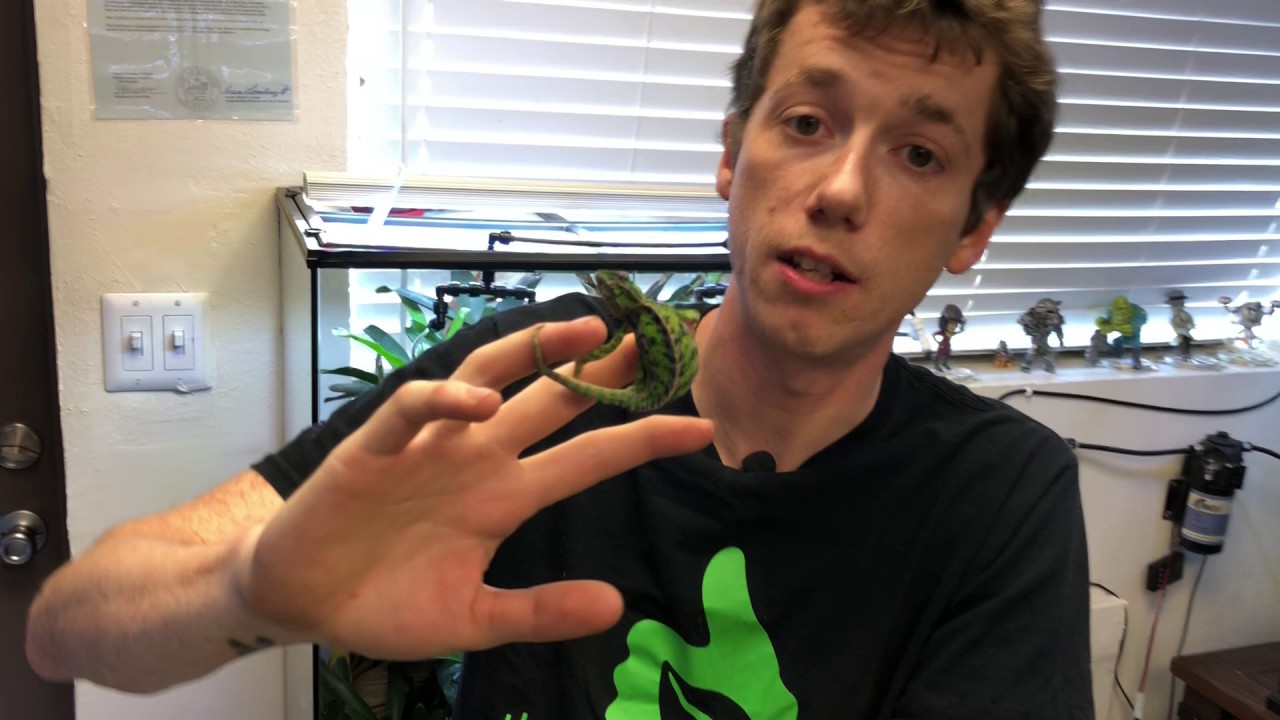 Carpet Chameleon bioactive terrarium UPGRADE! 24