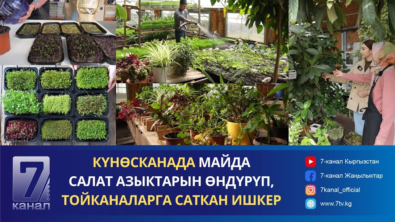 КҮНӨСКАНА КУРУП, КИРЕШЕСИ АРТКАН ИШКЕР