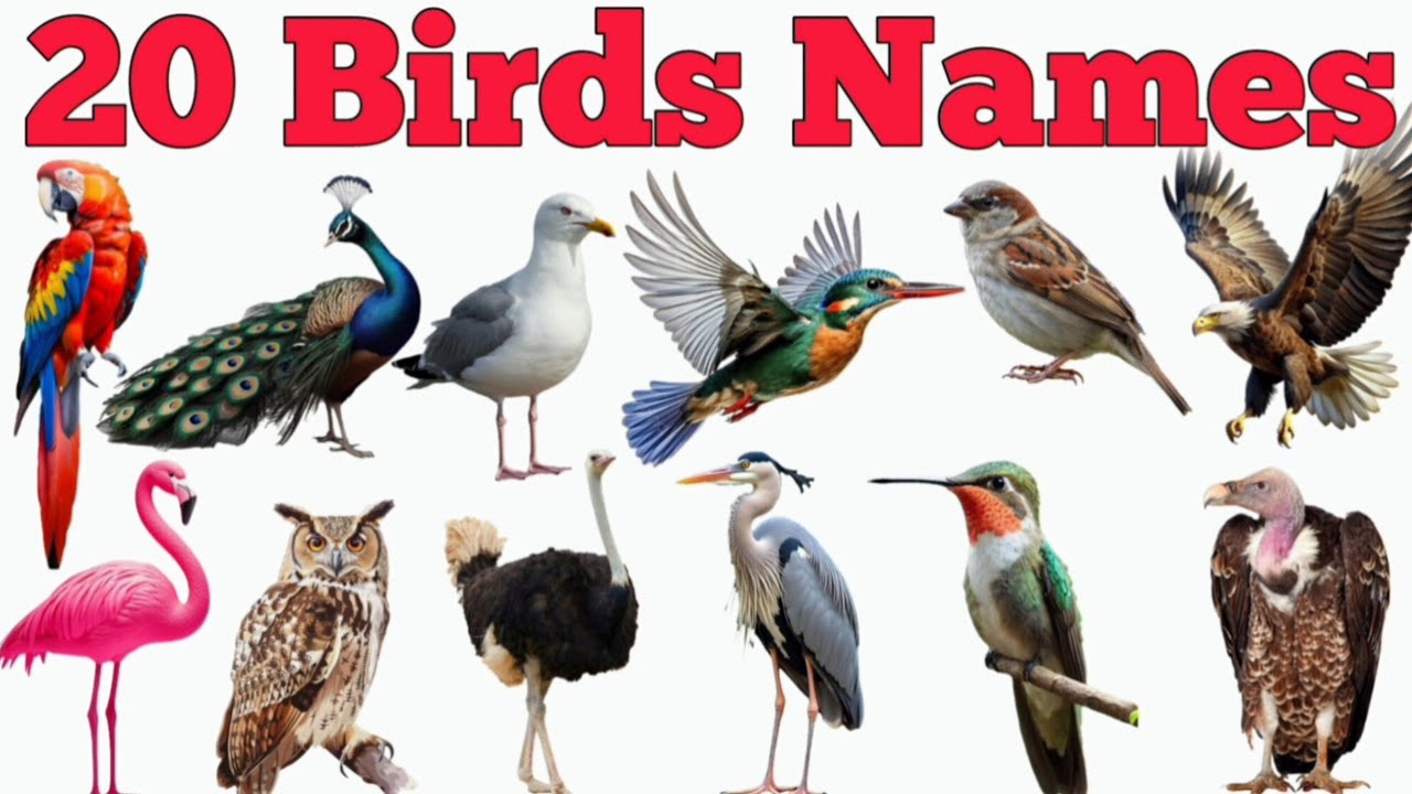 20 Birds Names In English & Hindi With Fun Facts | Fun Learning For Pre-school Children