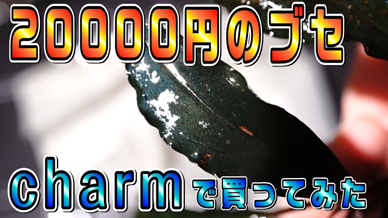 【破産】チャームで20000円の超高額なブセファランドラを買ってみた！【ブセファーム定期報告会】【アクアリウム】