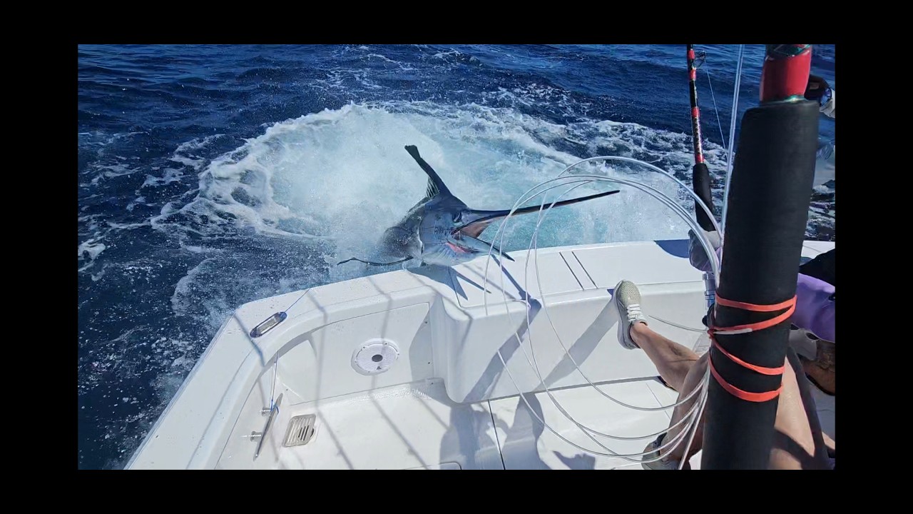 Straight Up Sportfishing - Costa Rica (Tammy's Sailfish #1)