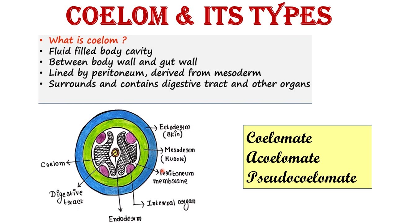 Coelom and its types | Coelomate | Pseudocoelomate | Acoelomate