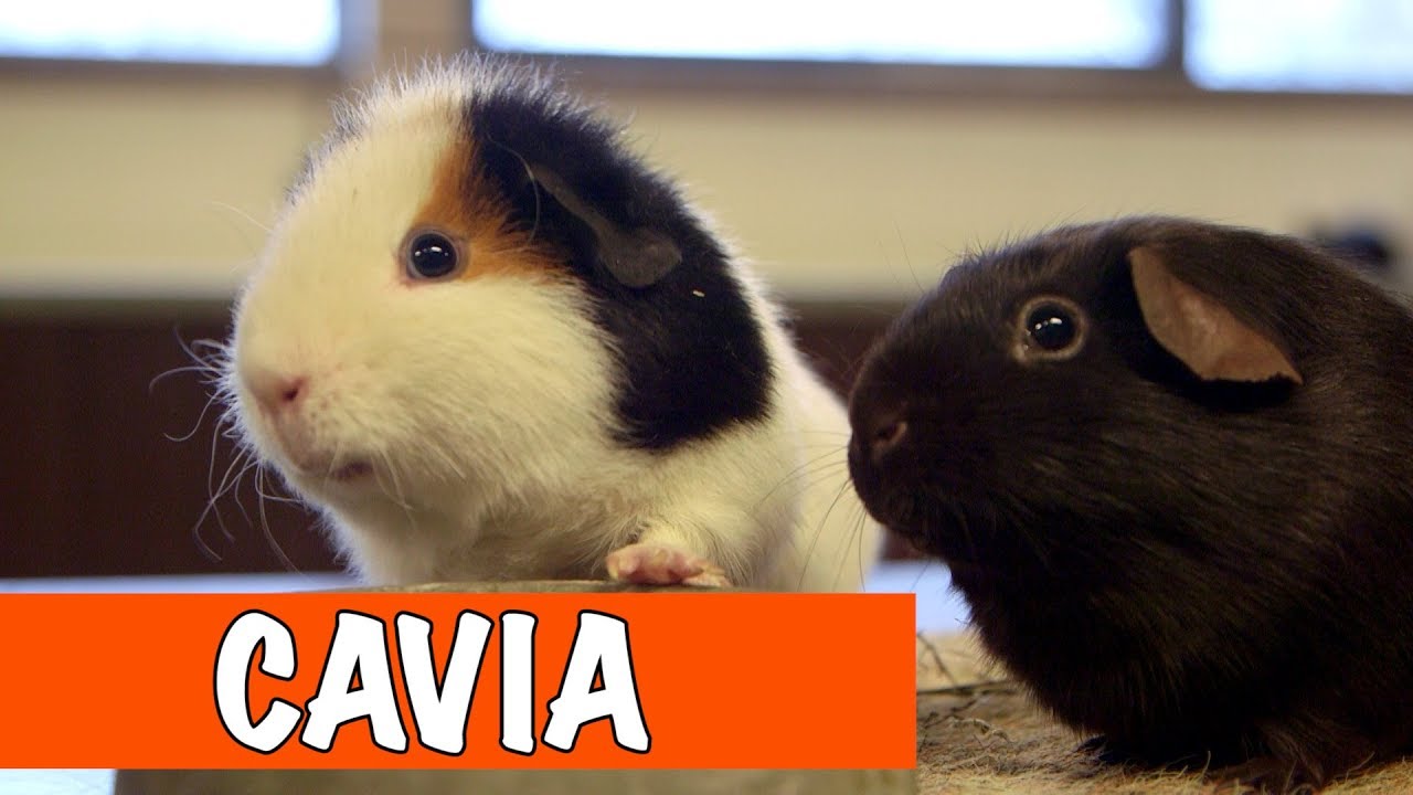 Hoe zorg je voor een Cavia? | DierenpraatTV