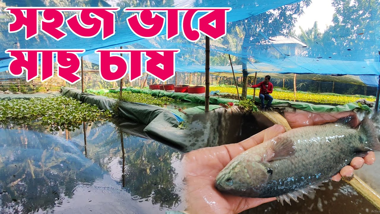 ভিন্ন রকম মাছ চাষ | স্বল্প খরচে মাছ চাষ | করছেন কিশোরগঞ্জের আশিক ভাই | মাছ চাষের বিস্তারিত