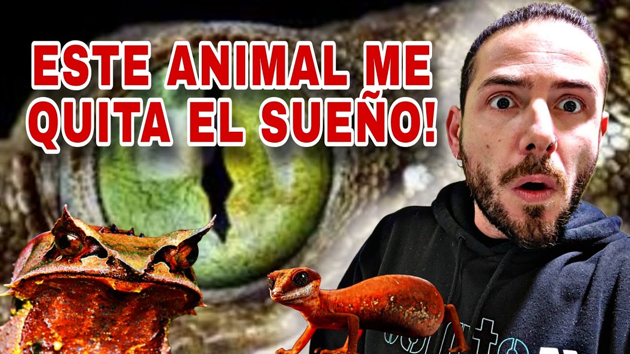 UNBOXING: ESPECIES que NUNCA HABIAS VISTO! Ranas Hoja, Geckos Gigantes, Lagarto Lengua AZUL...