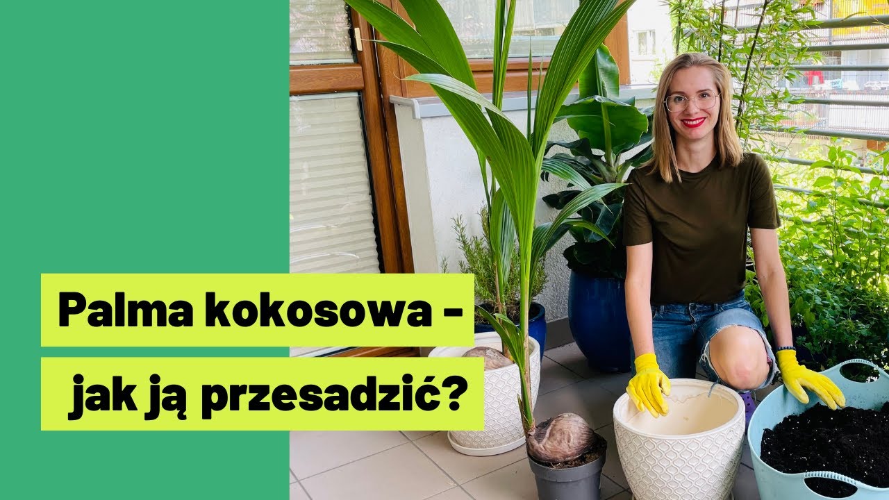 🥥  Palma kokosowa  - jak ją przesadzić, by nie marniała 👌